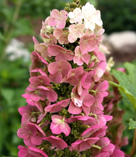 Hydrangea quercifolia 'Jetstream'